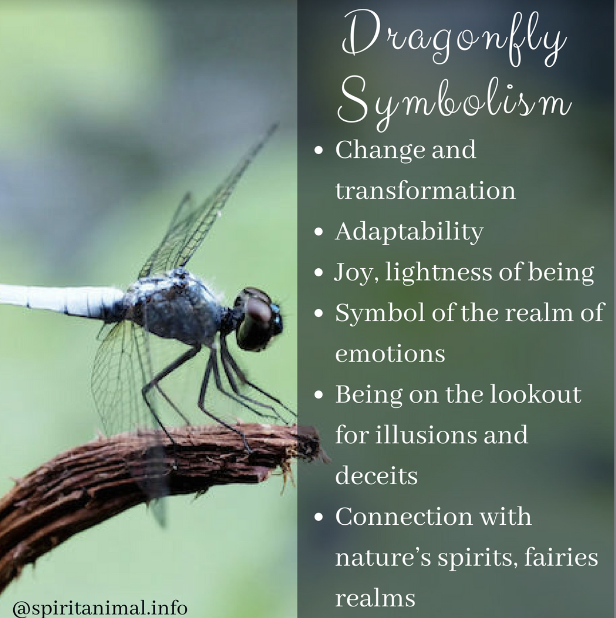 Simbolismo espiritual da libélula negra