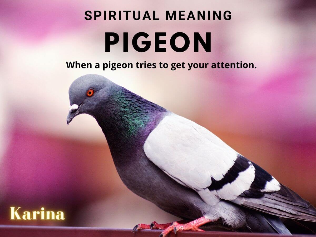 Significado espiritual de um pombo em casa