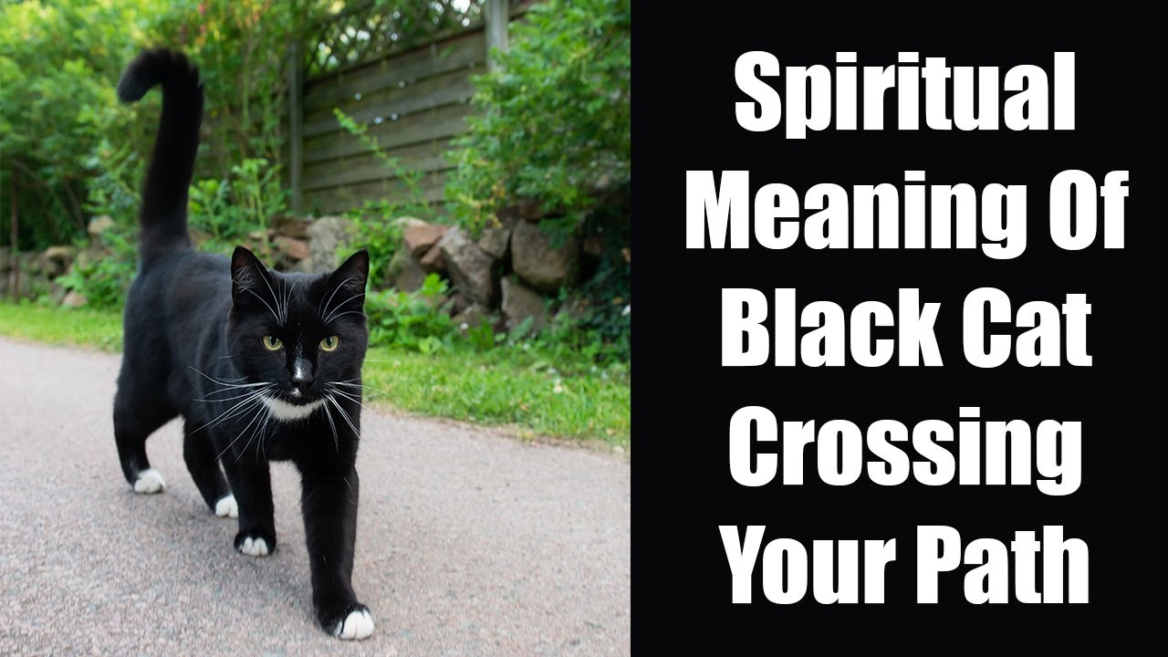 Significado espiritual do gato preto que cruza o seu caminho