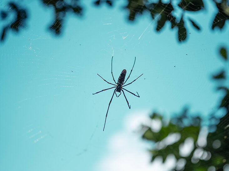 O significado espiritual de uma aranha a rastejar sobre si