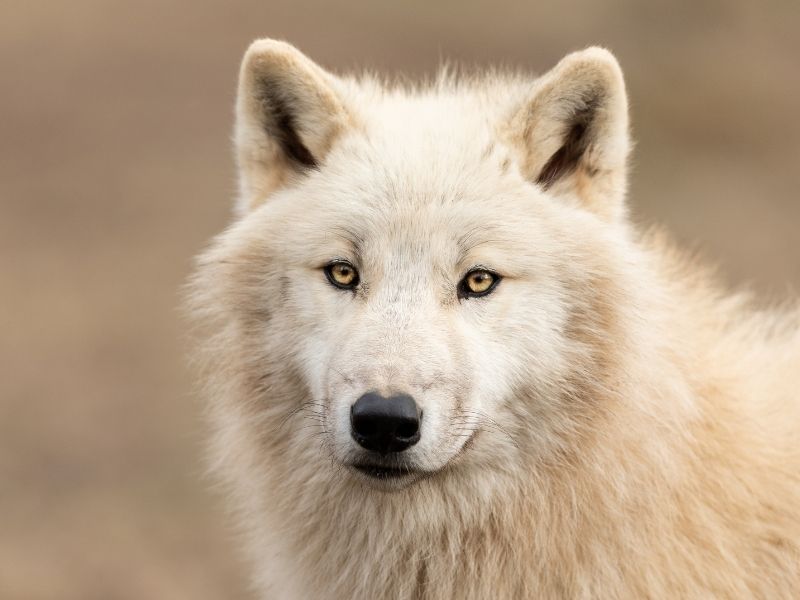 O que é que um lobo branco simboliza?